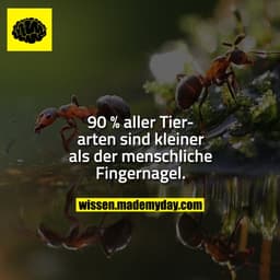 90 % aller Tierarten sind kleiner als der menschliche Fingernagel.