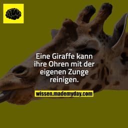 Eine Giraffe kann ihre Ohren mit der eigenen Zunge reinigen.