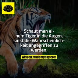 Schaut man einem Tiger in die Augen, sinkt die Wahrscheinlichkeit angegriffen zu werden.
