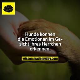Hunde können die Emotionen im Gesicht ihres Herrchen erkennen.