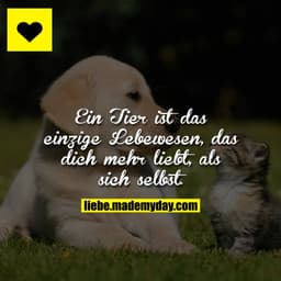 Ein Tier ist das einzige Lebewesen, das dich mehr liebt, als sich selbst.