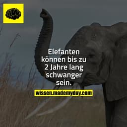 Elefanten können bis zu 2 Jahre lang schwanger sein.