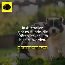 In Australien gibt es Hunde, die Kröten lecken, um high zu werden.