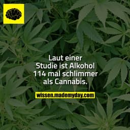 Laut einer Studie ist Alkohol 114 mal schlimmer als Cannabis.