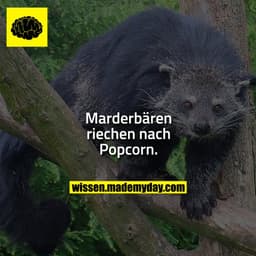 Marderbären riechen nach Popcorn.