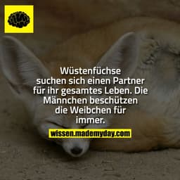 Wüstenfüchse suchen sich einen Partner für ihr gesamtes Leben. Die Männchen beschützen die Weibchen für immer.