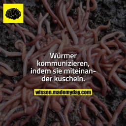 Würmer kommunizieren, indem sie miteinander kuscheln.