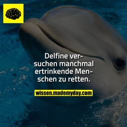 Delfine versuchen manchmal ertrinkende Menschen zu retten.
