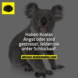Haben Koalas Angst oder sind gestresst, leiden sie unter Schluckauf.