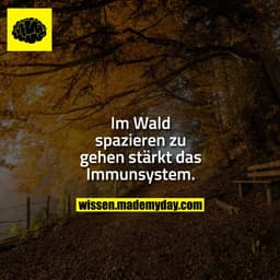 Im Wald spazieren zu gehen stärkt das Immunsystem.