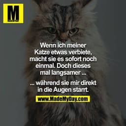 Wenn ich meiner Katze etwas verbiete, macht sie es sofort noch einmal. Doch dieses mal langsamer ...

... während sie mi