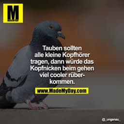Tauben sollten alle kleine Kopfhörer tragen, dann würde das Kopfnicken beim gehen viel cooler rüberkommen.