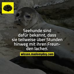 Seehunde sind dafür bekannt, dass sie teilweise über Stunden hinweg mit ihren Freunden lachen.