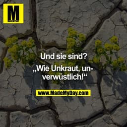 Und sie sind?
„Wie Unkraut, unverwüstlich!"