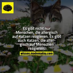 Es gibt nicht nur Menschen, die allergisch auf Katzen reagieren. Es gibt auch Katzen, die allergisch auf Menschen reagie