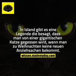 In Island gibt es eine Legende die besagt, dass man von einer gigantischen Katze gegessen wird, wenn man zu Weihnachten 