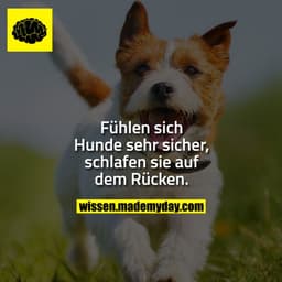 Fühlen sich Hunde sehr sicher, schlafen sie auf dem Rücken.
