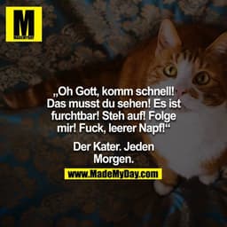 "Oh Gott komm schnell!! Das musst du sehen! Es ist furchbar! Steh auf! Folge mir! Fuck, leerer Napf!" - Der Kater. Jeden