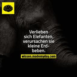Verlieben sich Elefanten, verursachen sie kleine Erdbeben.