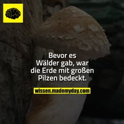 Bevor es Wälder gab, war die Erde mit großen Pilzen bedeckt.