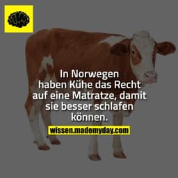 In Norwegen haben Kühe das Recht auf eine Matratze, damit sie besser schlafen können.
