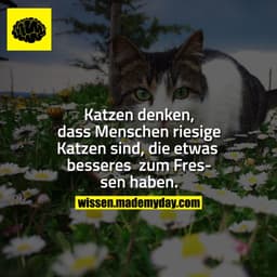 Katzen denken, dass Menschen riesige Katzen sind, die etwas besseres zum Fressen haben.