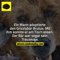Ein Mann adoptierte den Grizzlybär Brutus. Mit ihm konnte er am Tisch essen. Der Bär war sogar sein Trauzeuge.