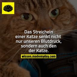 Das Streicheln einer Katze senkt nicht nur unseren Blutdruck, sondern auch den der Katze.