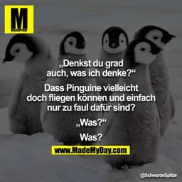 "Denkst du grad auch, was ich denke?"
"Dass Pinguine vielleicht doch fliegen können und einfach nur zu faul dafür sind?"