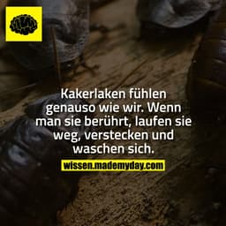 Kakerlaken fühlen genauso wie wir. Wenn man sie berührt, laufen sie weg, verstecken und waschen sich.