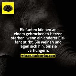Elefanten können an einem gebrochenen Herzen sterben, wenn ein anderer Elefant stirbt. Sie weinen und legen sich hin, bi