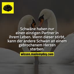 Schwäne haben nur einen einzigen Partner in ihrem Leben. Wenn dieser stirbt, kann der andere Schwan an einem gebrochenem