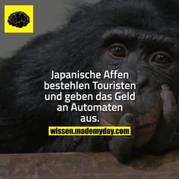 Japanische Affen bestehlen Touristen und geben das Geld an Automaten aus.