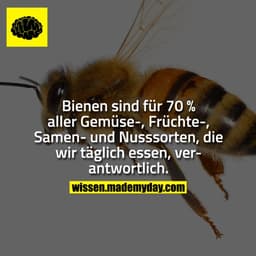 Bienen sind für 70 % aller Gemüse-, Früchte-, Samen- und Nusssorten, die wir täglich essen, verantwortlich.