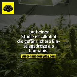 Laut einer Studie ist Alkohol die gefährlichere Einstiegsdroge als Cannabis.