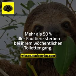 Mehr als 50 % aller Faultiere sterben bei ihrem wöchentlichen Toilettengang.