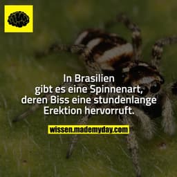 In Brasilien gibt es eine Spinnenart, deren Biss eine stundenlange Erektion hervorruft.