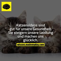 Katzenvideos sind gut für unsere Gesundheit. Sie steigern unsere Leistung und machen uns glücklich.
