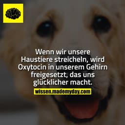 Wenn wir unsere Haustiere streicheln, wird Oxytocin in unserem Gehirn freigesetzt, das uns glücklicher macht.