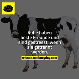 Kühe haben beste Freunde und sind gestresst, wenn sie getrennt werden.