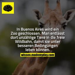 In Buenos Aires wird ein Zoo geschlossen.
Man entlässt dort unzählige Tiere in die freie Wildbahn, damit sie unter besse