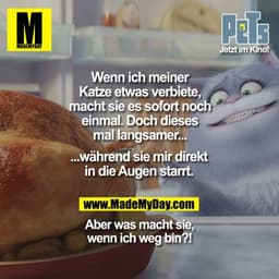 Wenn ich meiner Katze etwas verbiete, macht sie es sofort noch einmal. Doch dieses mal langsmer... während sie mir direk