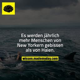 Es werden jährlich mehr Menschen von New Yorkern gebissen als von Haien.