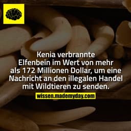 Kenia verbrannte Elfenbein im Wert von mehr als 172 Millionen Dollar, um eine Nachricht an den illegalen Handel mit Wild