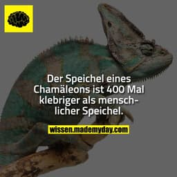 Der Speichel eines Chamäleons ist 400 Mal klebriger als menschlicher Speichel.