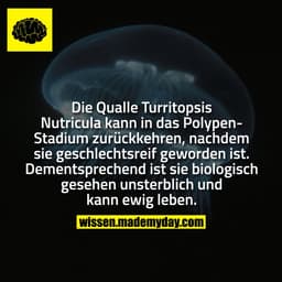 Die Qualle Turritopsis Nutricula kann in das Polypen-Stadium zurückkehren, nachdem sie geschlechtsreif geworden ist. Dem