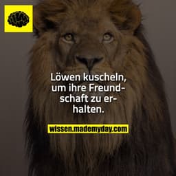 Löwen kuscheln, um ihre Freundschaft zu erhalten.