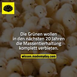 Die Grünen wollen in den nächsten 20 Jahren die Massentierhaltung komplett verbieten.