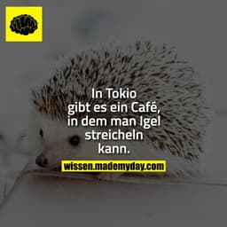 In Tokio gibt es ein Café, in dem man Igel streicheln kann.