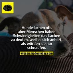 Hunde lachen oft, aber Menschen haben Schwierigkeiten das Lachen zu deuten, weil es sich anhört, als würden sie nur schn